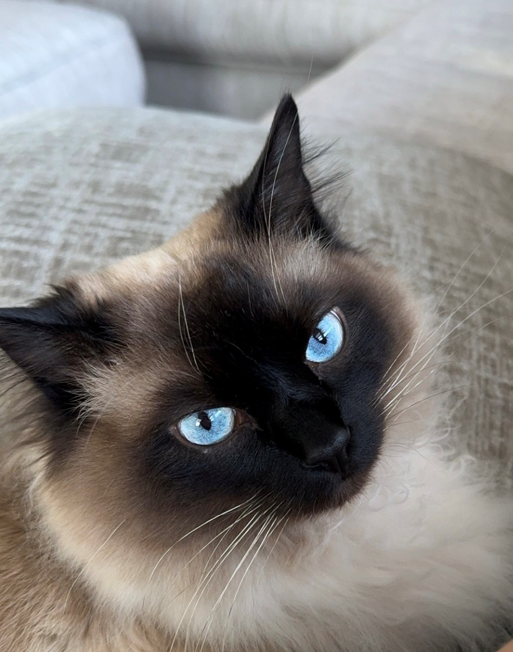 Azul